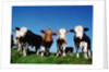 Line of Cows in Pasture by Anonymous