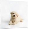 Bichon Frise Puppy by Anonymous