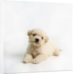 Bichon Frise Puppy by Anonymous
