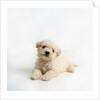 Bichon Frise Puppy by Anonymous