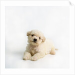 Bichon Frise Puppy by Anonymous