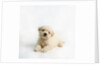 Bichon Frise Puppy by Anonymous