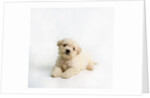 Bichon Frise Puppy by Anonymous