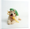 Bichon Frise Puppy Wearing Bonnet by Anonymous