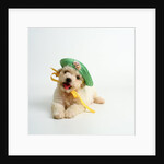 Bichon Frise Puppy Wearing Bonnet by Anonymous