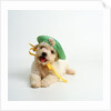 Bichon Frise Puppy Wearing Bonnet by Anonymous