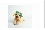 Bichon Frise Puppy Wearing Bonnet by Anonymous