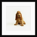 English Cocker Spaniel Puppy by Anonymous