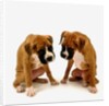Pair of Boxer Puppies by Anonymous