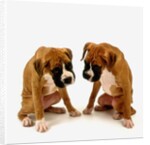 Pair of Boxer Puppies by Anonymous