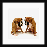 Pair of Boxer Puppies by Anonymous