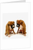 Pair of Boxer Puppies by Anonymous