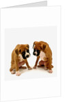 Pair of Boxer Puppies by Anonymous