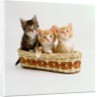 Kittens Sitting in Basket by Anonymous