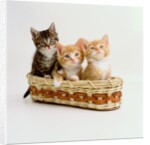 Kittens Sitting in Basket by Anonymous