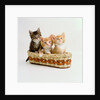 Kittens Sitting in Basket by Anonymous