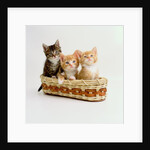 Kittens Sitting in Basket by Anonymous