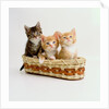 Kittens Sitting in Basket by Anonymous