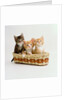 Kittens Sitting in Basket by Anonymous