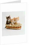 Kittens Sitting in Basket by Anonymous