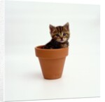 Kitten in Plant Pot by Anonymous