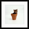 Kitten in Plant Pot by Anonymous