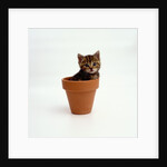 Kitten in Plant Pot by Anonymous