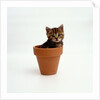 Kitten in Plant Pot by Anonymous