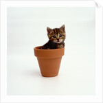 Kitten in Plant Pot by Anonymous