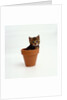 Kitten in Plant Pot by Anonymous