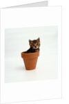 Kitten in Plant Pot by Anonymous