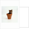 Kitten in Plant Pot by Anonymous