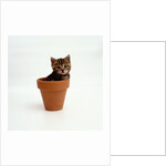 Kitten in Plant Pot by Anonymous