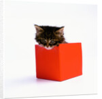 Kitten Sitting in Red Box by Anonymous