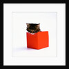 Kitten Sitting in Red Box by Anonymous