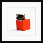 Kitten Sitting in Red Box by Anonymous