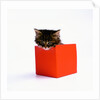 Kitten Sitting in Red Box by Anonymous