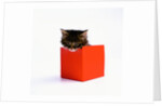 Kitten Sitting in Red Box by Anonymous
