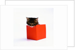 Kitten Sitting in Red Box by Anonymous