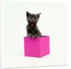Yawning Kitten in Purple Box by Anonymous