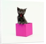 Yawning Kitten in Purple Box by Anonymous