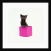 Yawning Kitten in Purple Box by Anonymous