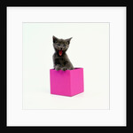 Yawning Kitten in Purple Box by Anonymous
