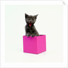Yawning Kitten in Purple Box by Anonymous