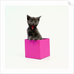 Yawning Kitten in Purple Box by Anonymous