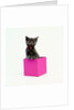 Yawning Kitten in Purple Box by Anonymous
