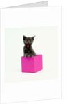 Yawning Kitten in Purple Box by Anonymous
