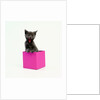 Yawning Kitten in Purple Box by Anonymous