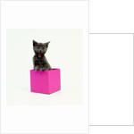Yawning Kitten in Purple Box by Anonymous
