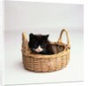 Kitten Sitting in Basket by Anonymous